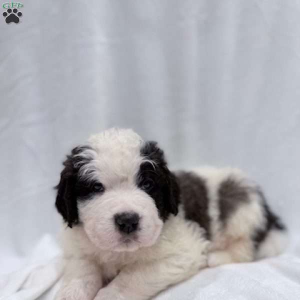 Red, Saint Berdoodle Puppy